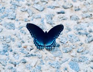Blue butterfly against blue and white background