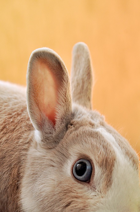 Close up of rabbit ears